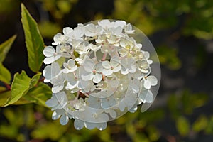 Paniculate hydrangea Vanille Fraise