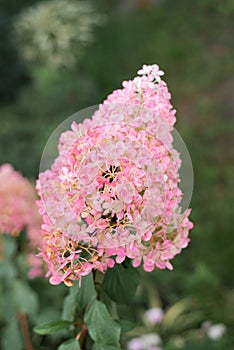 Paniculate hydrangea variety Vanilla Fraise with beautiful bright pink inflorescences in autumn in the garden