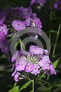 Paniculate phlox garden phlox in bloom, close up shot