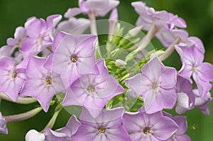 Paniculate phlox garden phlox in bloom, close up shot