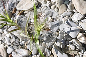 Panicum capillare in bloom