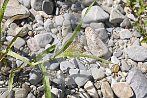 Panicum capillare in bloom