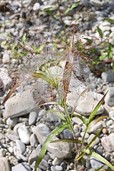 Panicum capillare in bloom