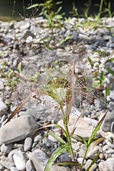 Panicum capillare in bloom
