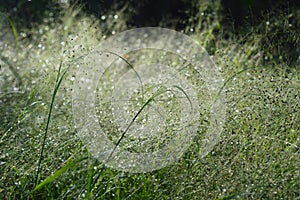 Panicum capillare plants that are dense and exposed to dew drops in the morning