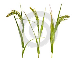 Panicum or panicgrass isolated on white background. photo