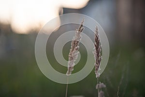 PANICUM VIRGATUM. a field of tall grass with fluffy spikelets