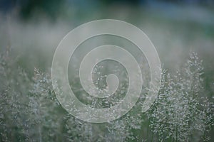 PANICUM VIRGATUM. a field of tall grass with fluffy spikelets