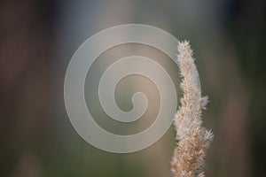 PANICUM VIRGATUM. a field of tall grass with fluffy spikelets