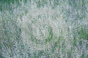 PANICUM VIRGATUM. a field of tall grass with fluffy spikelets