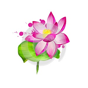 Pankaj - Lotus or Nelumbo nucifera ayurvedic herb, flower. digital art illustration with text isolated. Healthy organic spa plant