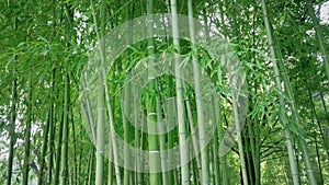 Panned shot of bamboo and leaves in bamboo forest on a sunny weather