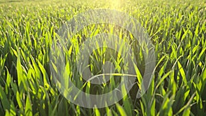 Panned shot of fresh green wheat field with dewdrops at sunrise