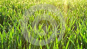 Panned shot of wheat seedlings with dewdrops in morning light