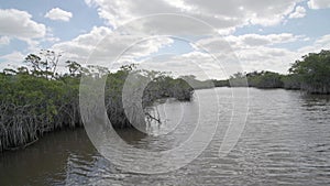 Panned view of a mangrove forest in the everglades