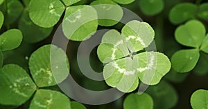 Panning across a field of clovers stopping on a lucky four leaf clover. Shamrock shape for lucky charm or St. Patrick`s Day