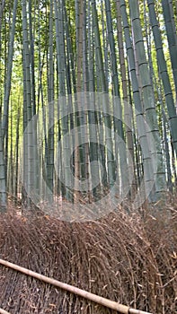 Panning across tall bamboo forest in Kyoto, Japan