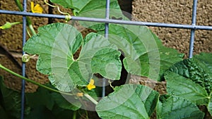 Panning across a young cantaloupe plant with baby fruit and tendrils