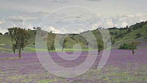 panning clip of a farm paddock overgrown with the weed paterson's curse