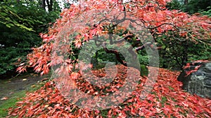 Panning Movie of Red Laced Maple Tree in Autumn Season in Portland Japanese Garden 1080p