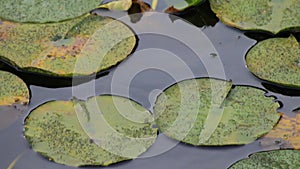 Panning over bobbing lilypads on summer water on hazy day