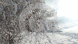 Panning over frozen forest in winter