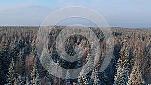 Panning over snowy winter forest