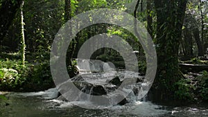 Panning shot of beautiful cascade flowing among lush foliage plants under sunlight in tropical forest.