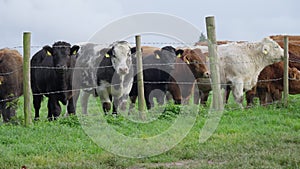 Panning shot of cows in field behind barbed wire fence