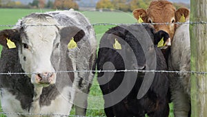 Panning shot of cows in field behind barbed wire fence