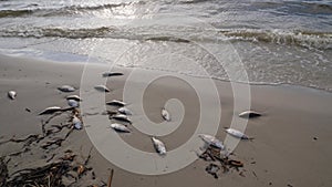 Panning shot of dead fish scattered along a sand Gulf beach
