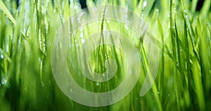 Panning shot of fresh spring grass covered with morning dew drops with shallow dof