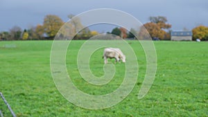 Panning shot of path next to fenced field with cows grazing