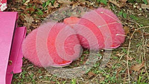 Panning shot of pink fluffy slippers on field