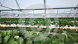 Panning shot of strawberry plants in greenhouse