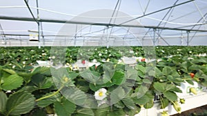 Panning shot of strawberry plants in greenhouse