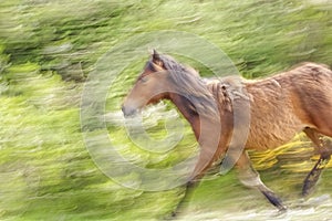 Panning of a small wild portuguese horse