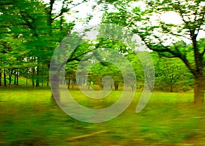 Panning Trees, North Carolina