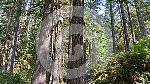 Panning up shot of tall trees in the Kootenai National Forest, along the Kootenai Falls hike, near Libby, Montana