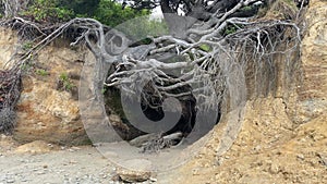 Panning up shot of the Tree of Life along Kalaloch Beach in Olympic National Park Washington