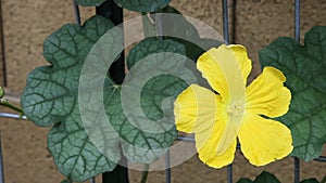 Panning up a trellised luffa vine that is being shaken by a violent wind while being pollinated by bees