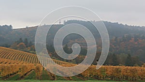 Panning video of vineyards in Dundee OR during colorful autumn season 1080p HD