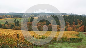 Panning video of vineyards in Dundee OR during colorful autumn season 1080p HD