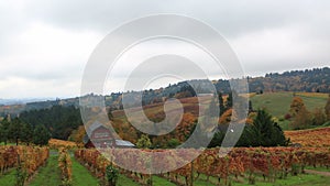 Panning video of vineyards in Dundee Oregon during colorful fall season 1080p HD