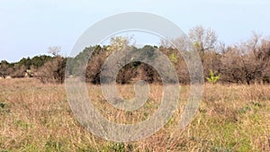 Panning view autumn bare tree forest and fall color grass meadow