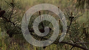 Panning view pine tree branches in conifer forest