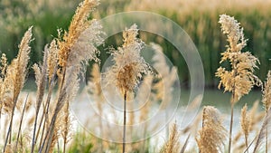 Pano frame Close up of natural brown grasses growing around a lake viewed on a sunny day