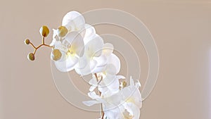 Pano Indoor potted orchid with beautiful white flowers on a wooden side table