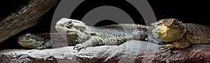 Pano of three iguanas