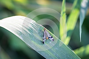 Panoarpa stay on leaf